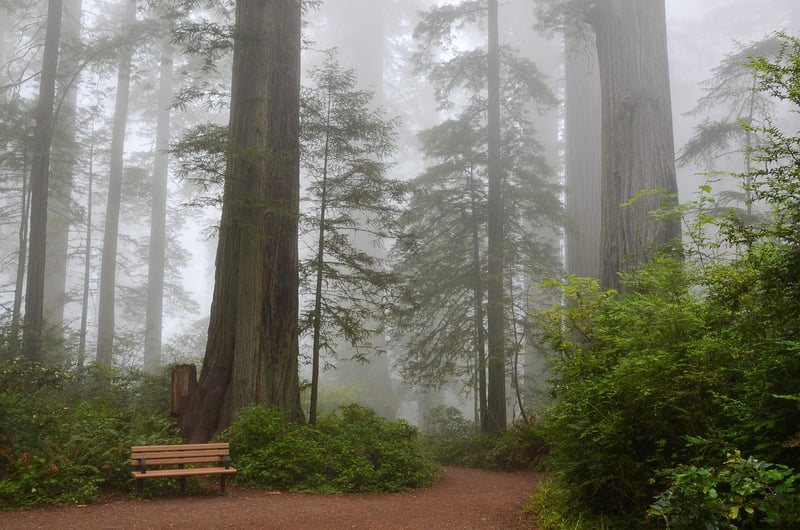 Redwoods State Park